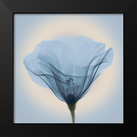 Poppy in Lace, Blue Black Modern Wood Framed Art Print by Anonymous