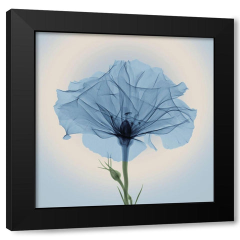 Bud in Bloom, Blue Black Modern Wood Framed Art Print with Double Matting by Anonymous