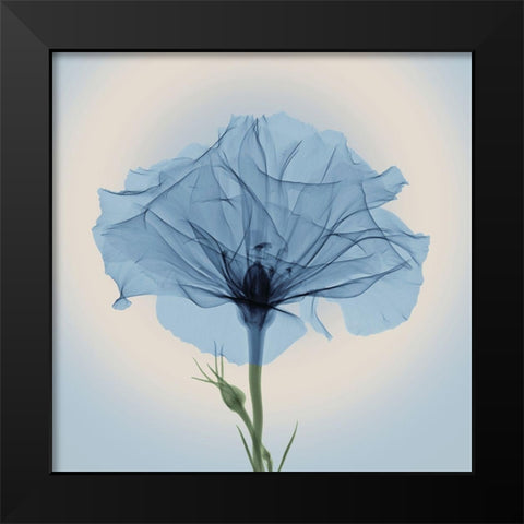 Bud in Bloom, Blue Black Modern Wood Framed Art Print by Anonymous