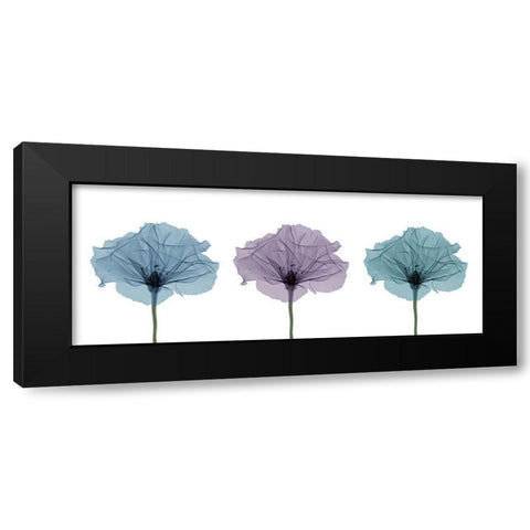 Three Flowers in Color Black Modern Wood Framed Art Print by Anonymous
