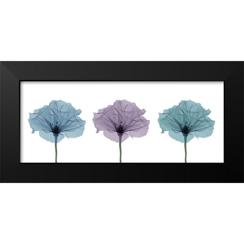 Three Flowers in Color Black Modern Wood Framed Art Print by Anonymous