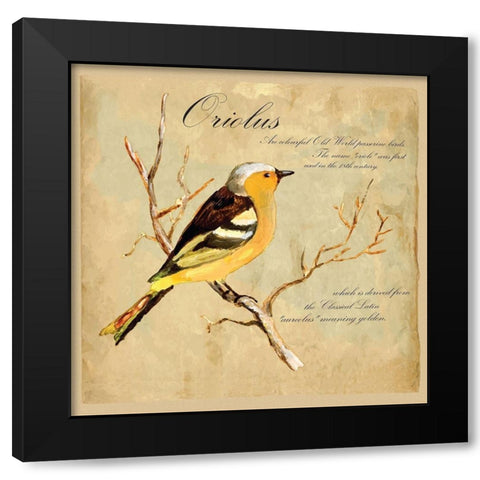 Oriolus Bird Illustration Black Modern Wood Framed Art Print with Double Matting by Kuco