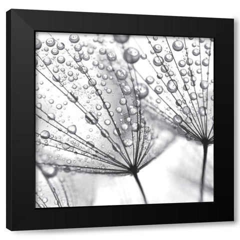 Delicate Wisps II Black Modern Wood Framed Art Print with Double Matting by Anonymous