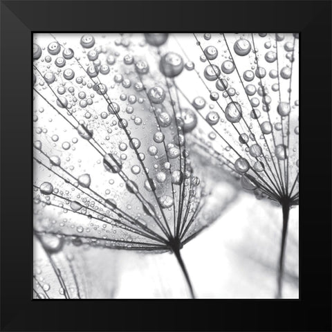 Delicate Wisps II Black Modern Wood Framed Art Print by Anonymous