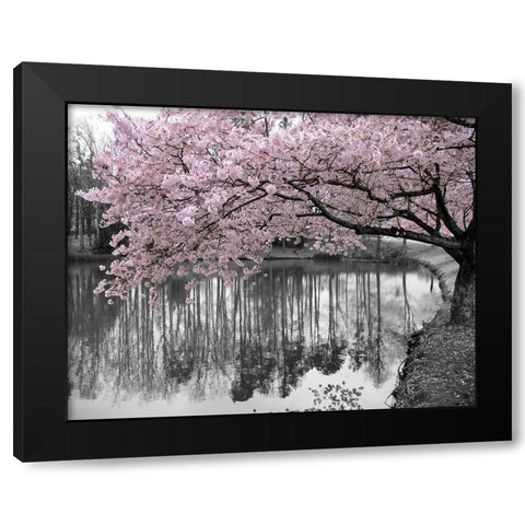 Violet Reflections II Black Modern Wood Framed Art Print with Double Matting by Anonymous
