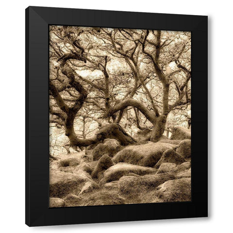 Moss covered oak trees in Wistmans Wood. Devon County. Dartmoor National Park, England Black Modern Wood Framed Art Print by Frates, Dennis