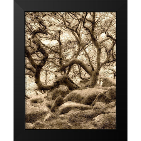 Moss covered oak trees in Wistmans Wood. Devon County. Dartmoor National Park, England Black Modern Wood Framed Art Print by Frates, Dennis