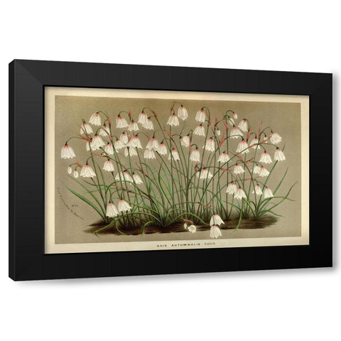 Acis Autumnalis Black Modern Wood Framed Art Print by Anonymous