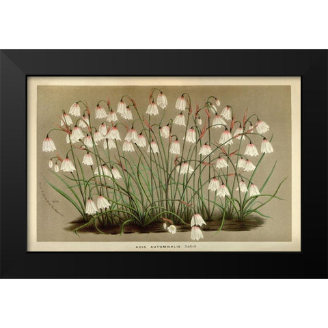 Acis Autumnalis Black Modern Wood Framed Art Print by Anonymous