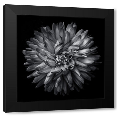 Black and White Petals Black Modern Wood Framed Art Print with Double Matting by Carson, Brian
