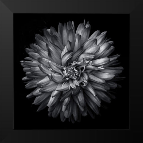 Black and White Petals Black Modern Wood Framed Art Print by Carson, Brian