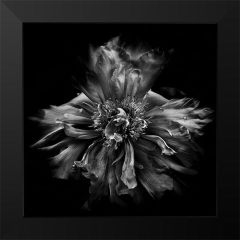 Dynamic Petals Black Modern Wood Framed Art Print by Carson, Brian