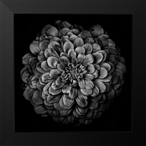 Black and White Chrysanthemum Black Modern Wood Framed Art Print by Carson, Brian