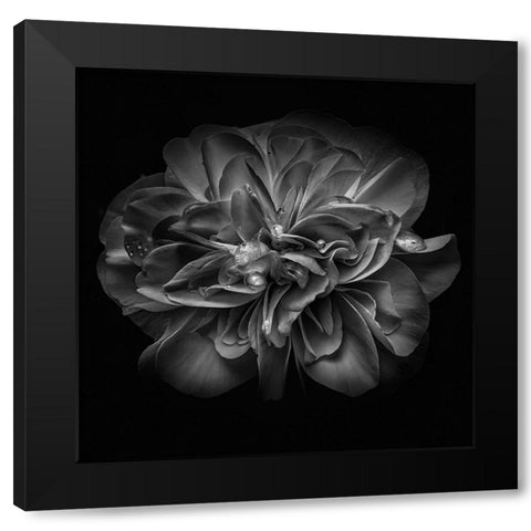 Black and White Petals II Black Modern Wood Framed Art Print with Double Matting by Carson, Brian