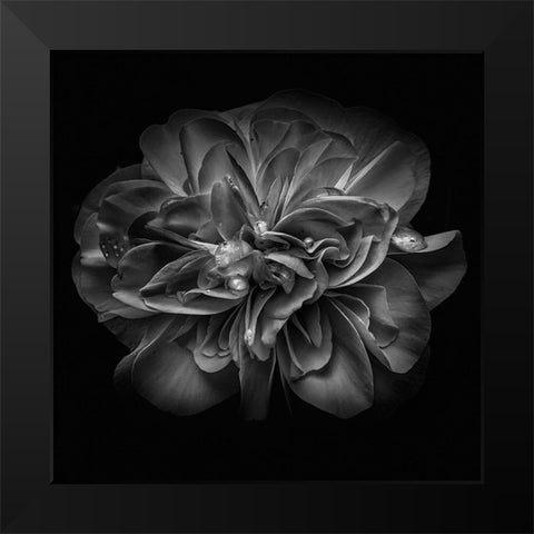 Black and White Petals II Black Modern Wood Framed Art Print by Carson, Brian