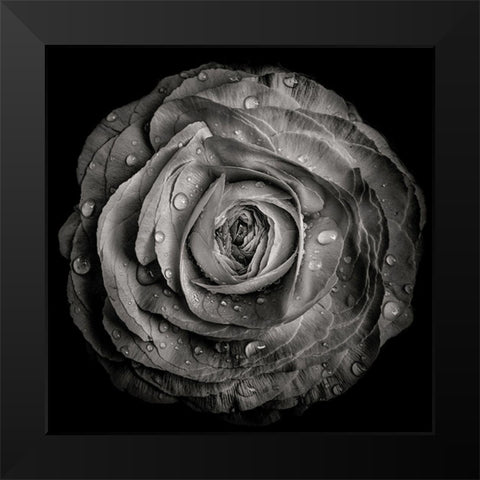 Black and White Rose Black Modern Wood Framed Art Print by Carson, Brian