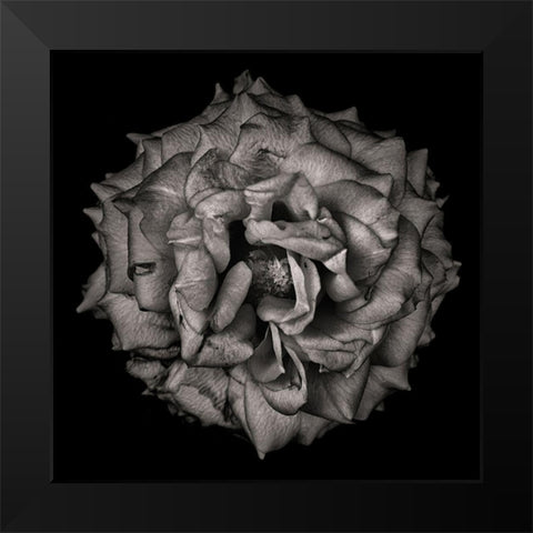 Black and White Flower Black Modern Wood Framed Art Print by Carson, Brian