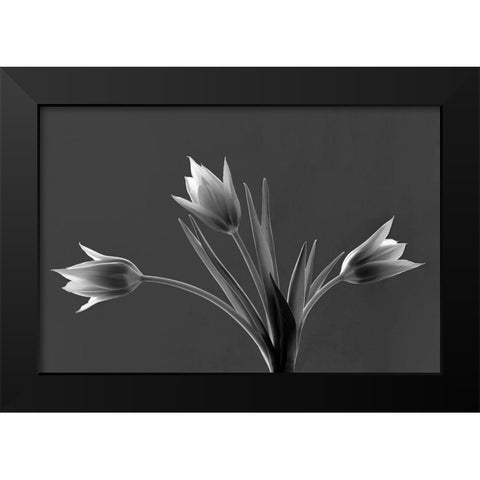 Tulip Trio Black Modern Wood Framed Art Print by Frates, Dennis