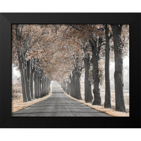 Road Through Tree Alley Black Modern Wood Framed Art Print by Anonymous