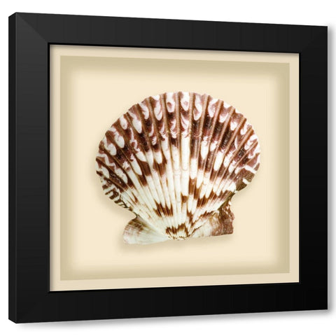 Radial Seashell Black Modern Wood Framed Art Print by Anonymous
