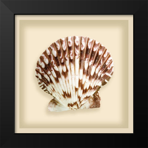 Radial Seashell Black Modern Wood Framed Art Print by Anonymous