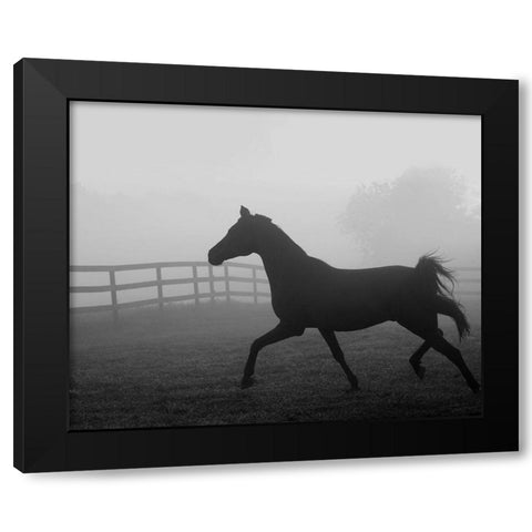 Morning Pasture II Black Modern Wood Framed Art Print by Anonymous