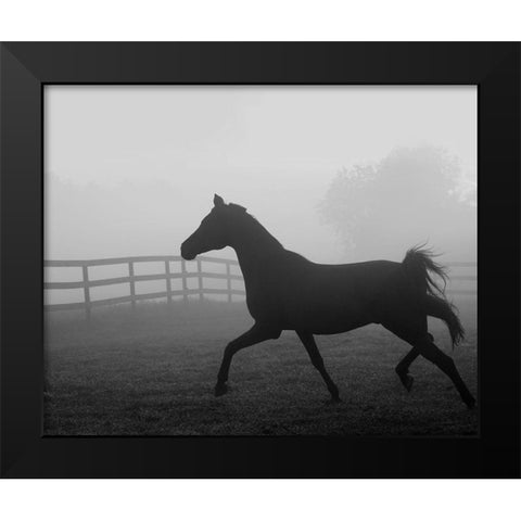 Morning Pasture II Black Modern Wood Framed Art Print by Anonymous