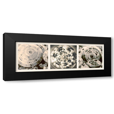 Shell Collection Black Modern Wood Framed Art Print by Lourens, N.