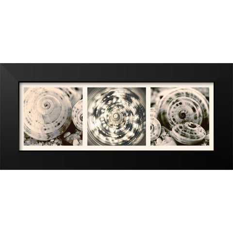 Shell Collection Black Modern Wood Framed Art Print by Lourens, N.