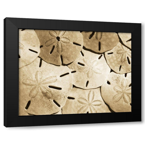 Sand Dollar Grouping Black Modern Wood Framed Art Print by Anonymous