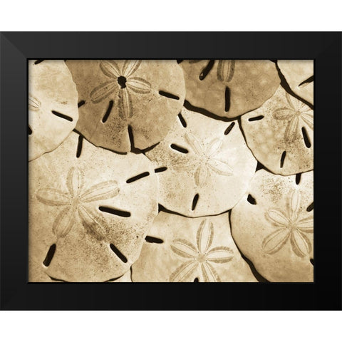 Sand Dollar Grouping Black Modern Wood Framed Art Print by Anonymous