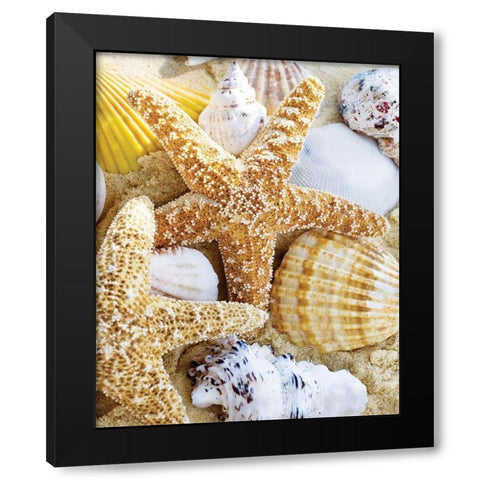 Starfish and Shells Black Modern Wood Framed Art Print by Anonymous