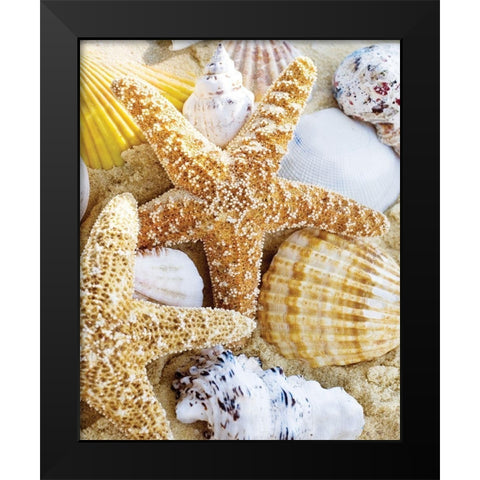 Starfish and Shells Black Modern Wood Framed Art Print by Anonymous