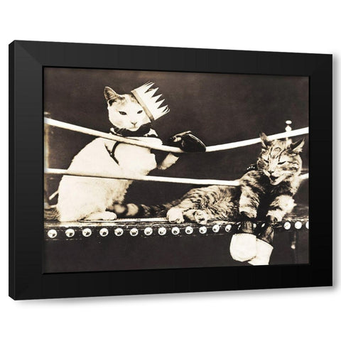 Catfight Black Modern Wood Framed Art Print by Anonymous