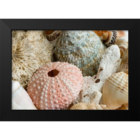 Sea Urchins Black Modern Wood Framed Art Print by Anonymous
