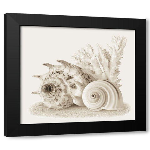 Seashells I Black Modern Wood Framed Art Print by Anonymous