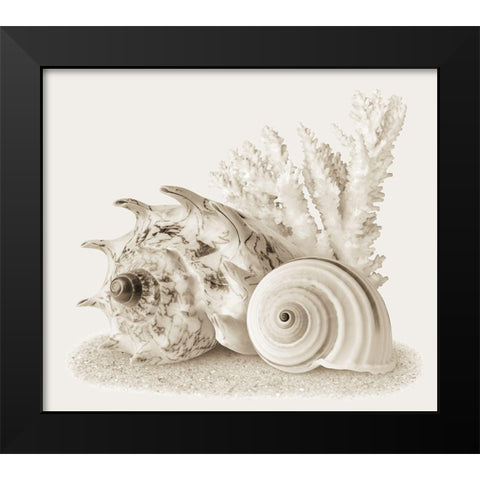 Seashells I Black Modern Wood Framed Art Print by Anonymous