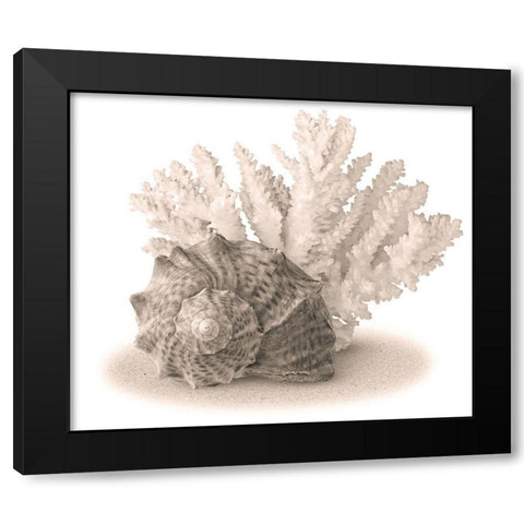 Seashells II Black Modern Wood Framed Art Print by Anonymous