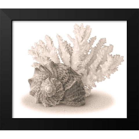 Seashells II Black Modern Wood Framed Art Print by Anonymous