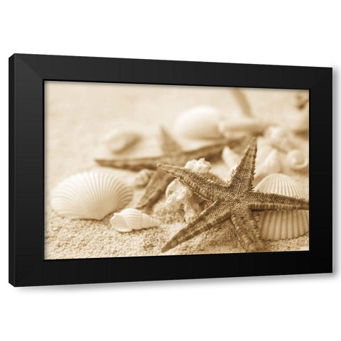 Starfish and Seashells Black Modern Wood Framed Art Print by Anonymous