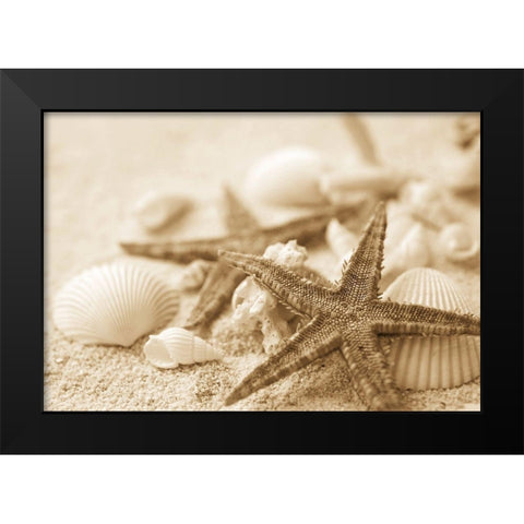 Starfish and Seashells Black Modern Wood Framed Art Print by Anonymous
