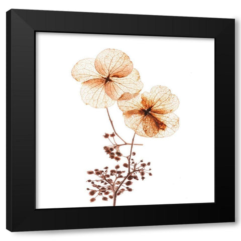 Petal Blooms Black Modern Wood Framed Art Print by Anonymous