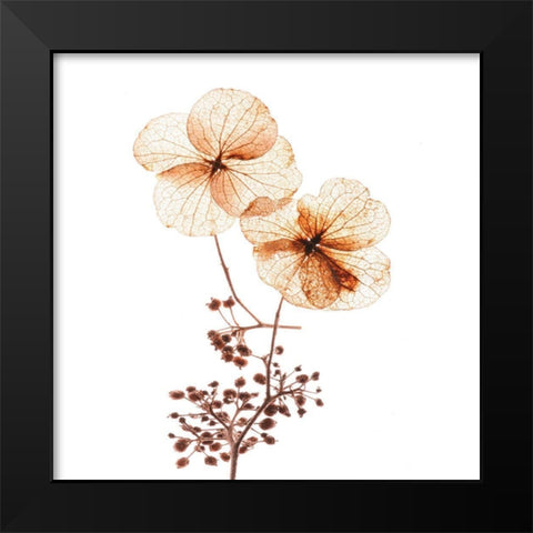 Petal Blooms Black Modern Wood Framed Art Print by Anonymous