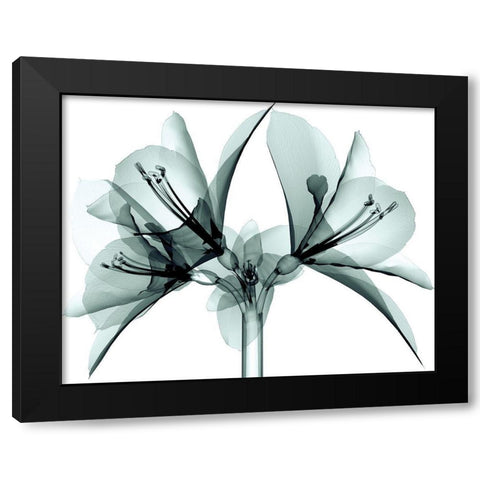 Translucent Amaryllis Black Modern Wood Framed Art Print with Double Matting by Anonymous