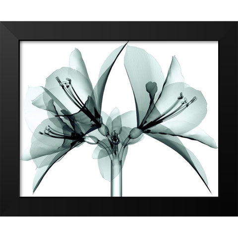 Translucent Amaryllis Black Modern Wood Framed Art Print by Anonymous