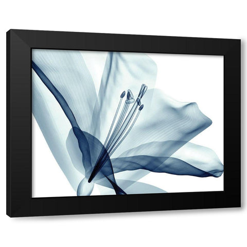 Transparent Floral Beauty Black Modern Wood Framed Art Print by Anonymous