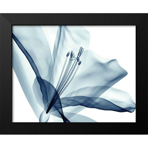 Transparent Floral Beauty Black Modern Wood Framed Art Print by Anonymous