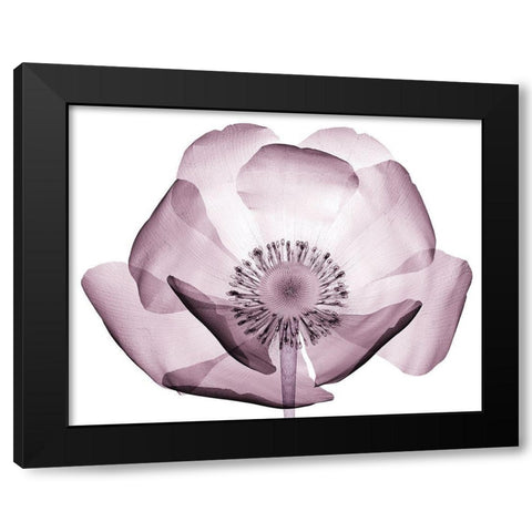 Translucent Lavender Poppy Black Modern Wood Framed Art Print with Double Matting by Anonymous