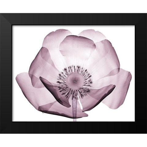 Translucent Lavender Poppy Black Modern Wood Framed Art Print by Anonymous