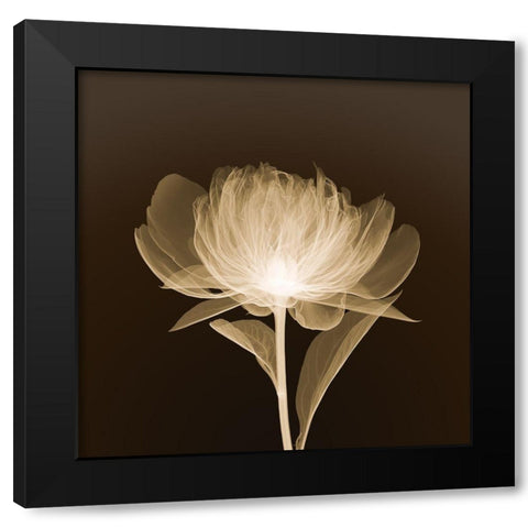 Full Bloom (sepia) Black Modern Wood Framed Art Print with Double Matting by Anonymous